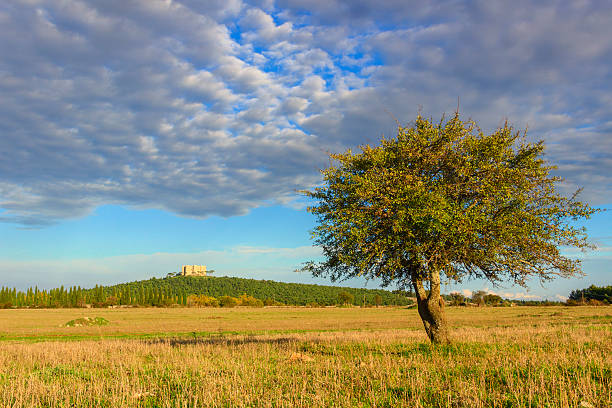 Hilly landscape with lonely tree..In the background Castel del Monte