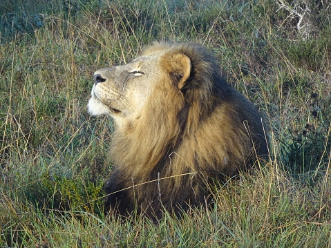 Male Lion relaxing, Eastern Cape, South Africa