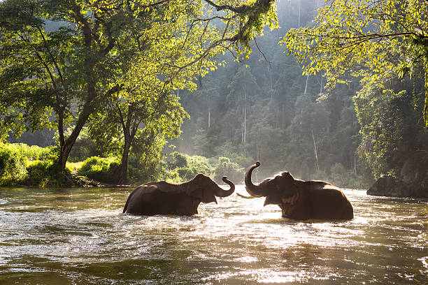 elefante della thailandia nel fiume - thailandia foto e immagini stock