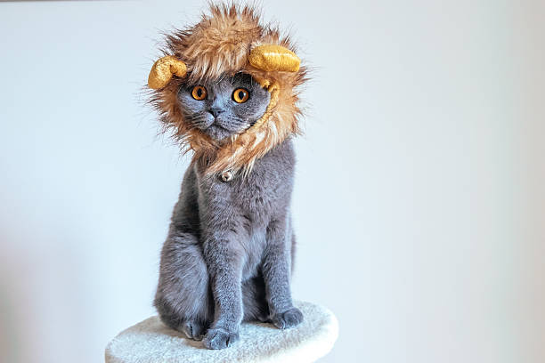 ライオンに身を包んだかわいい猫
