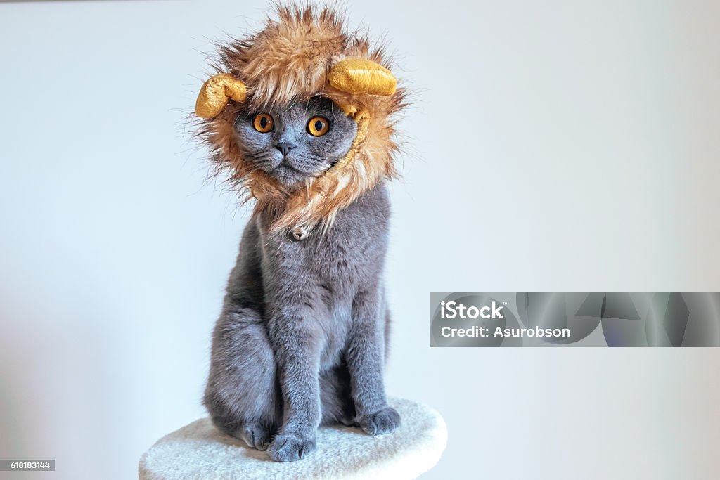 Cute cat dressed up as a lion Grey Scottish Fold cat with a lion mane hat Domestic Cat Stock Photo