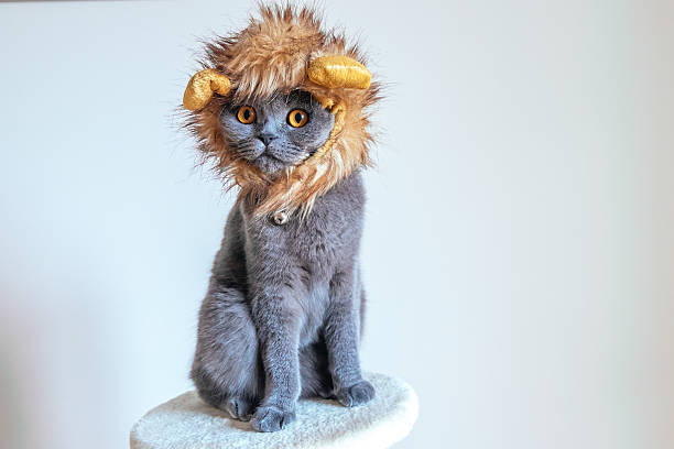 19,993 Lion Funny Stock Photos, Pictures & Royalty-Free Images - iStock | Animal funny, Eagle funny, Panda 19,993 Lion Funny Stock Photos, Pictures & Royalty-Free Images - iStock | Animal funny, Eagle funny, Panda