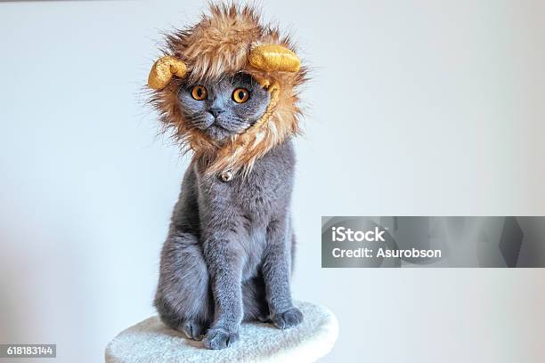 Cute Cat Dressed Up As A Lion Stock Photo - Download Image Now - Domestic Cat, Lion - Feline, Costume