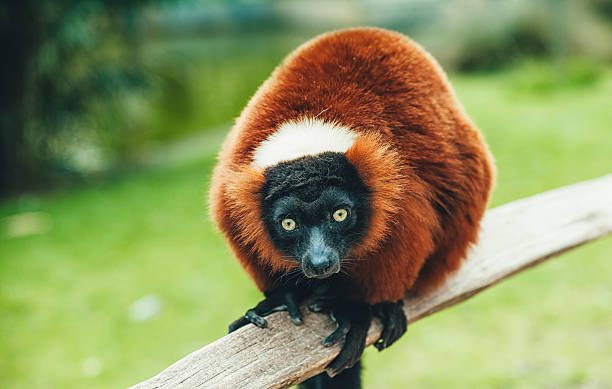 varecia rubra - lémur rizado rojo - beauty in nature day animal monkey fotografías e imágenes de stock