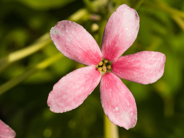 istock Little Pink White Flower Blooming 618183458