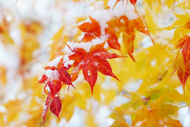 roter und gelber herbstahornbaum mit schnee bedeckt - tree area japanese fall foliage japanese maple autumn stock-fotos und bilder