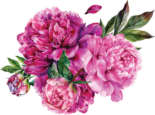 Watercolor bouquet of pink peonies. Watercolor bouquet made of pink peonies, buds and green leaves isolated on white background. Botanical illustration in trendy vintage style. Floral decoration in shabby chic style. peonies stock illustrations