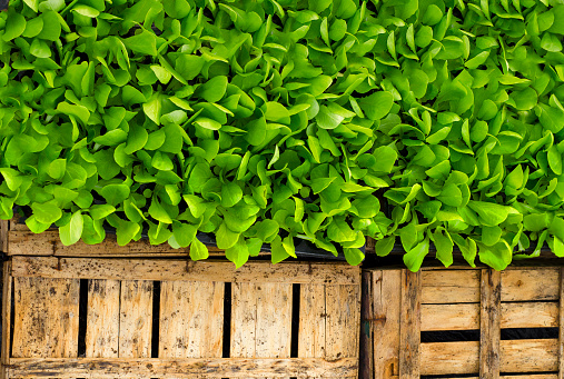 Lettuce next to grunge wooden crates, top view, copy space