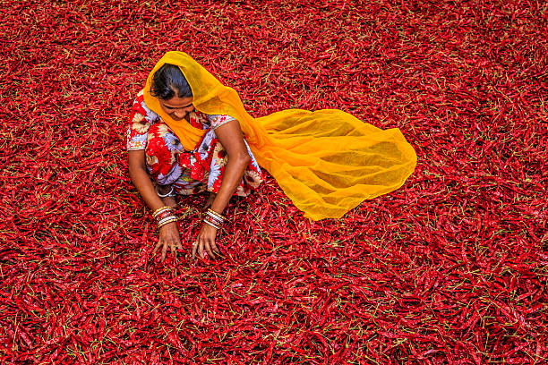 Young Indian woman sorting red chilli peppers, Jodhpur, India