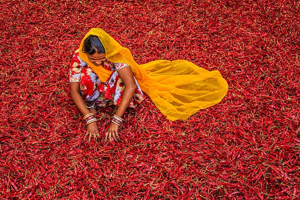 Young Indian woman sorting red chilli peppers near Jodhpur. Jodhpur is known as the Blue City due to the vivid blue-painted houses around the Mehrangarh Fort. 