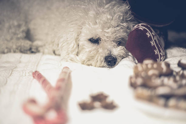 istock Bichon frise dog lying near a fireplace 618186854