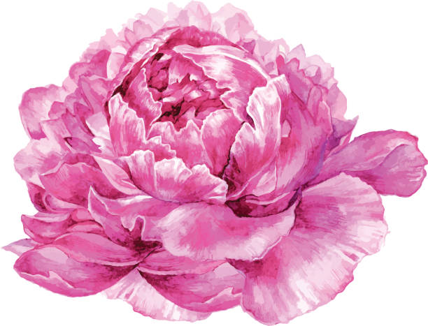 istock Watercolor illustration of pink peony isolated on white. 618187994