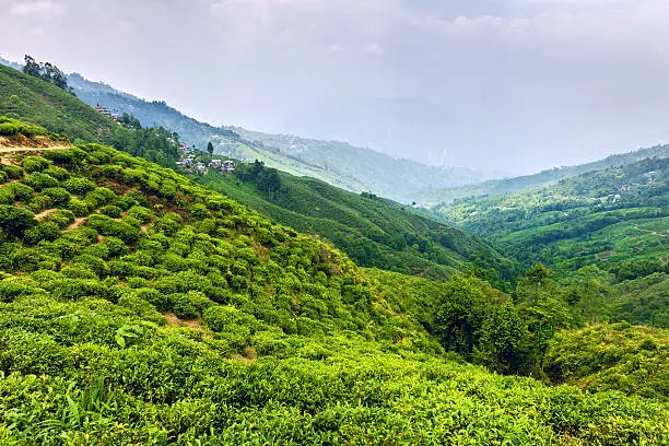 Oldest tea plantation Happy Valley Tea Estate in Darjeeling, West Bengal, India,Nikon D3x