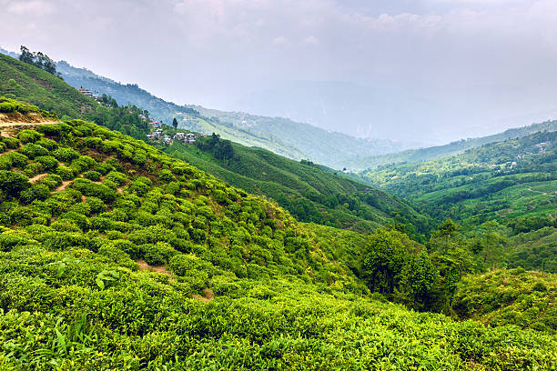 najstarsza plantacja herbaty happy valley tea estate wdarjeeling, indie - darjeeling zdjęcia i obrazy z banku zdjęć