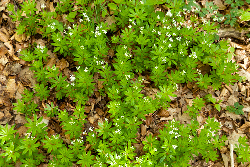 Woodruff in a Forest in Germany