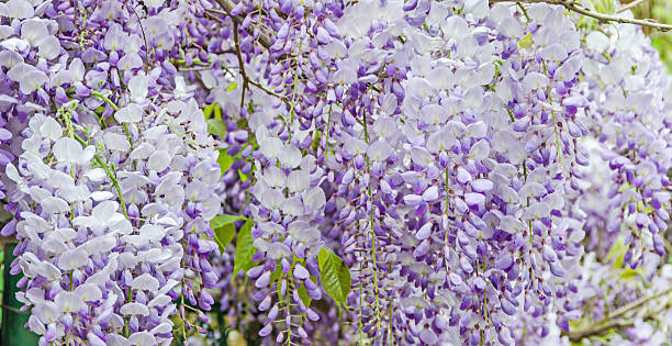 istock Mauve Wisteria sinensis (Chinese wisteria), Glicina tree flowers 618190898