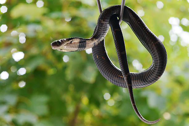 cobra from hong kong - snake cobra egyptian cobra poisonous organism imagens e fotografias de stock