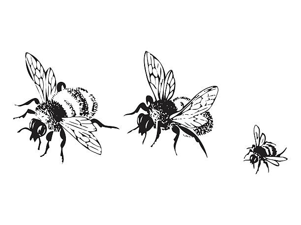 Vector engraving antique illustration of honey flying bees Vector engraving antique illustration of honey flying bees, isolated on white background. Set of flying bees in a row monoprint stock illustrations