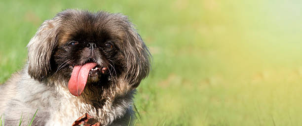 Happy dog banner Web banner of a happy dog as panting in a hot summer ugly dog stock pictures, royalty-free photos & images