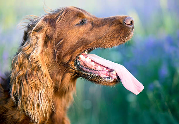 Drooling dog Drooling Irish Setter dog panting in a hot Summer panting photos stock pictures, royalty-free photos & images