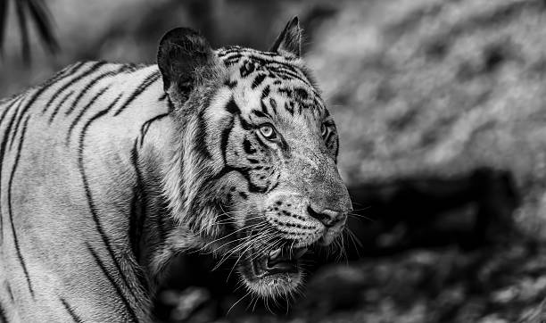 istock Closeup of a roaring White Tiger in Black and White 618193954