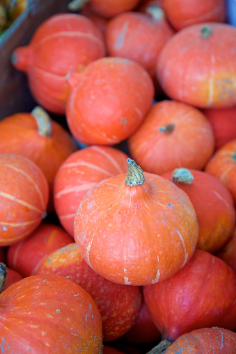 A crate full of red kuri winter squash at the farmers market.