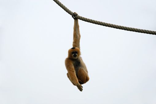 Single female White-Handed Gibbon hanging on a rop with one arm.