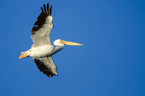 istock American White Pelican Flying in Blue Sky 618195380