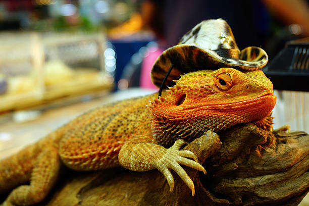 live agama lizard is wearing a cowboy hat (bearded dragon)