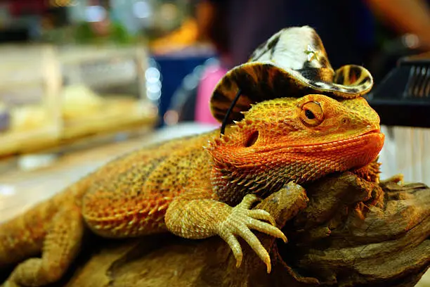 Photo of live agama lizard is wearing a cowboy hat (bearded dragon)