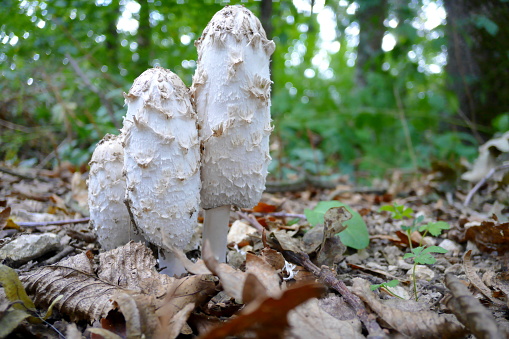 Three mushrooms \