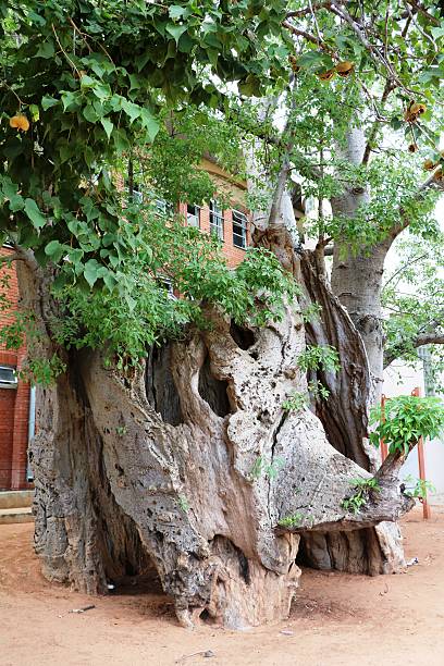 카산의 올드 바오밥 나무, 보츠와나 아프리카 - wasserspeicher 뉴스 사진 이미지