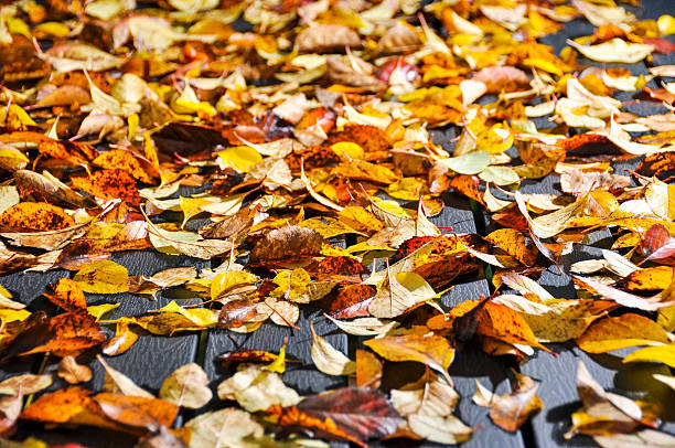 istock Autumn Leaves on a garden table 618197482
