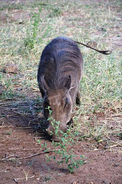 istock Warthog eating, Botswana Africa 618197954