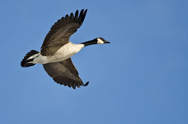 Canada Goose Flying in a Blue Sky Canada Goose Flying in a Blue Sky canada goose photos stock pictures, royalty-free photos & images