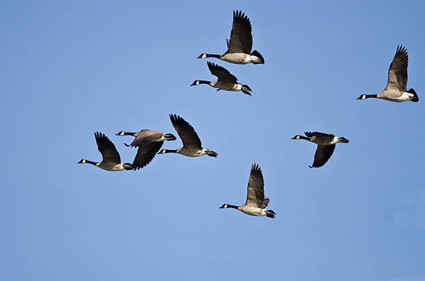 istock Flock of Canada Geese Flying in a Blue Sky 618198186
