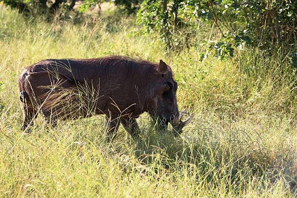 istock Warthog in the bush in Botswana, Africa 618198240