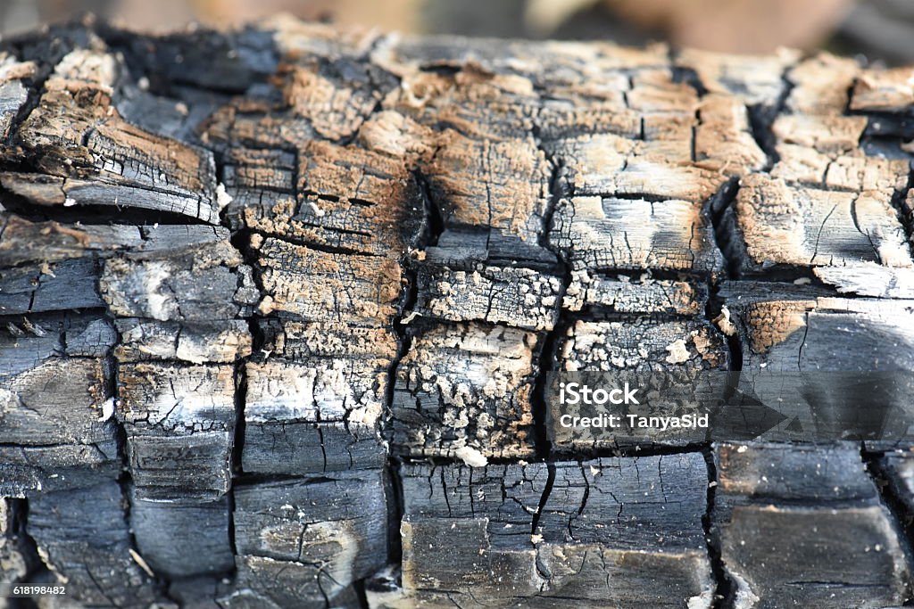 Tree Root Coal Black Coal Burnt Tree Macro Front View Stock Photo - Download Image Now ...