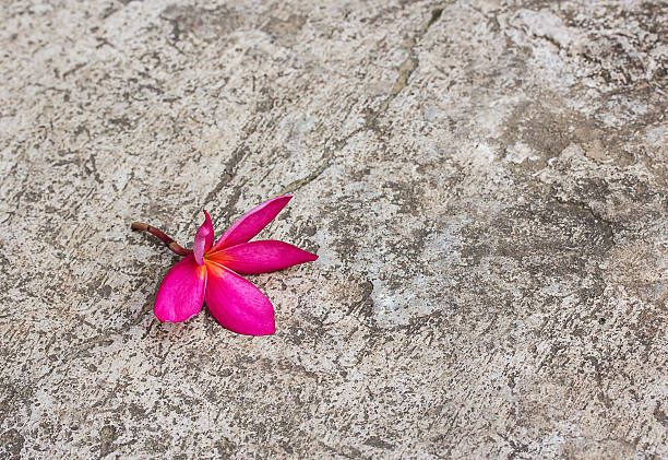 istock Plumeria flower copy specs on cement floor 618199100