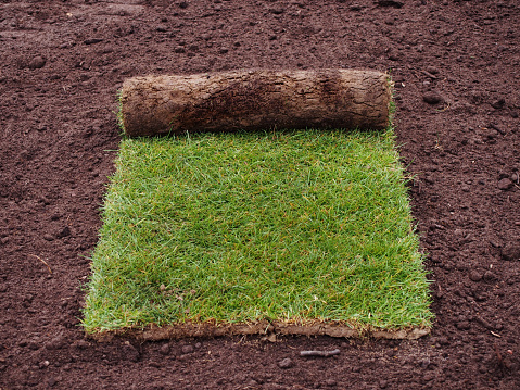 Carpet of turf - roll of sod - turf grass roll