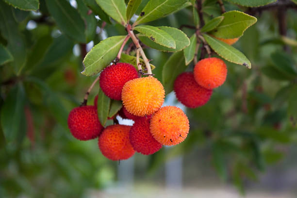 후르트 선으로나 스트로우베리 나무 (arbutus unedo - madrona tree 뉴스 사진 이미지