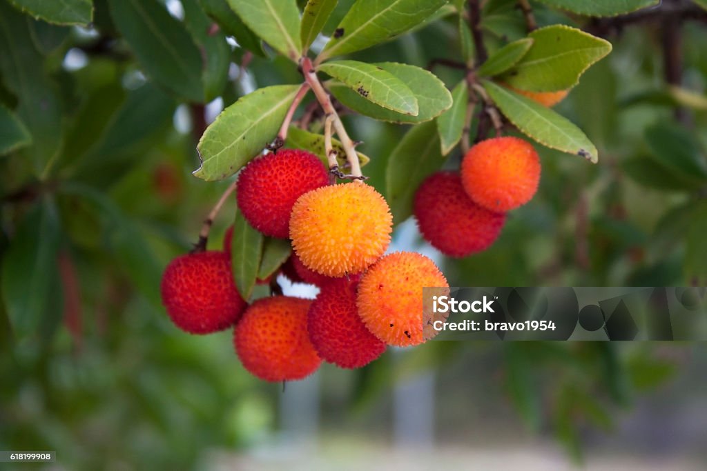 Fruit of a strawberry tree (Arbutus Unedo) Strawberry Tree Stock Photo