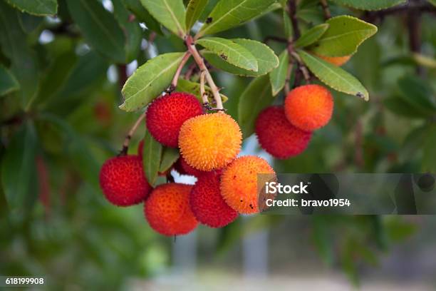 Fruit Of A Strawberry Tree Stock Photo - Download Image Now - Strawberry Tree, Fruit, Growth