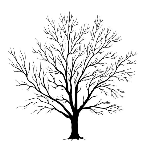 illustrations, cliparts, dessins animés et icônes de silhouette d’arbre vectoriel isolée sur fond blanc - arbre sans feuillage