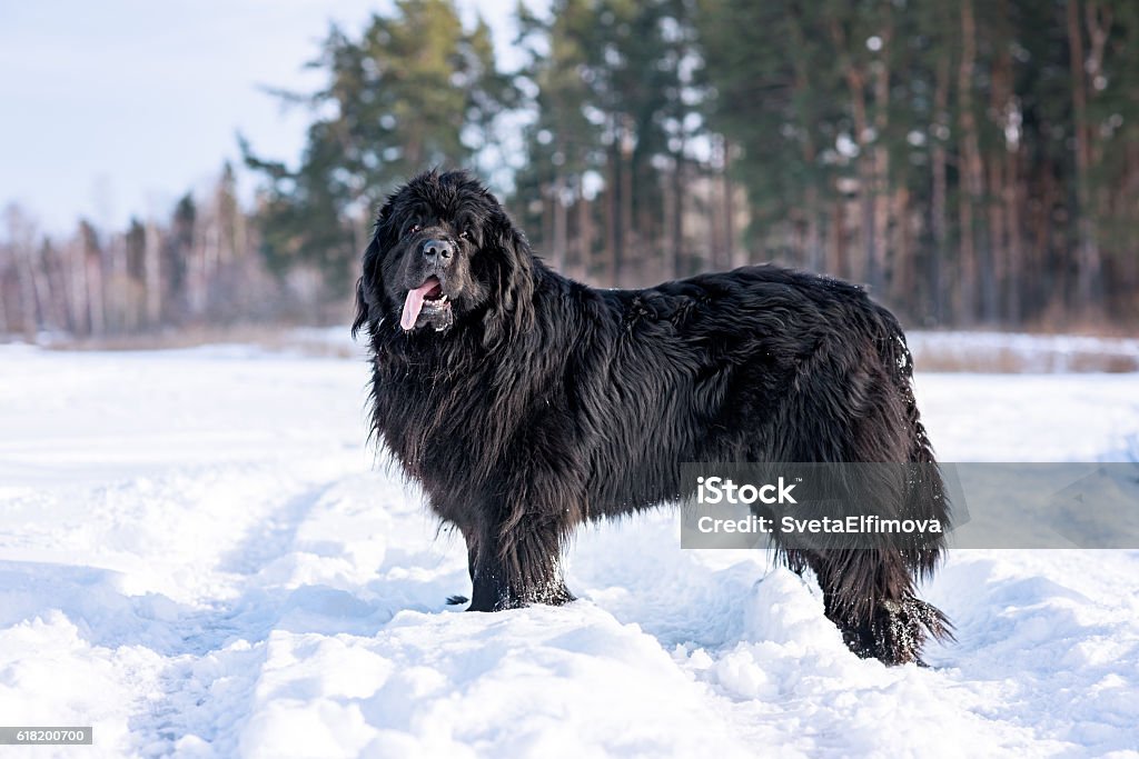 Newfoundland (Canis familiaris) adult portrait Newfoundland in snow Newfoundland Dog Stock Photo