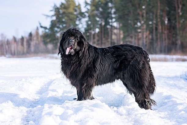 Newfoundland (Canis familiaris) adult portrait Newfoundland in snow newfoundland dog stock pictures, royalty-free photos & images