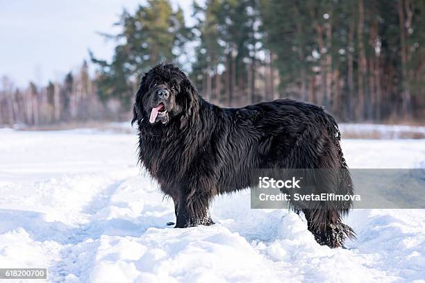 Newfoundland Adult Portrait Stock Photo - Download Image Now - Newfoundland Dog, Snow, Dog
