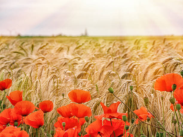 macro image des coquelicots rouges - poppy flower field corn poppy photos et images de collection