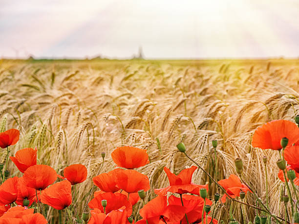 macro picture of red poppies - field poppy single flower flower imagens e fotografias de stock