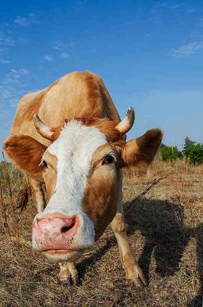 istock funny cow close up in farm 618201006